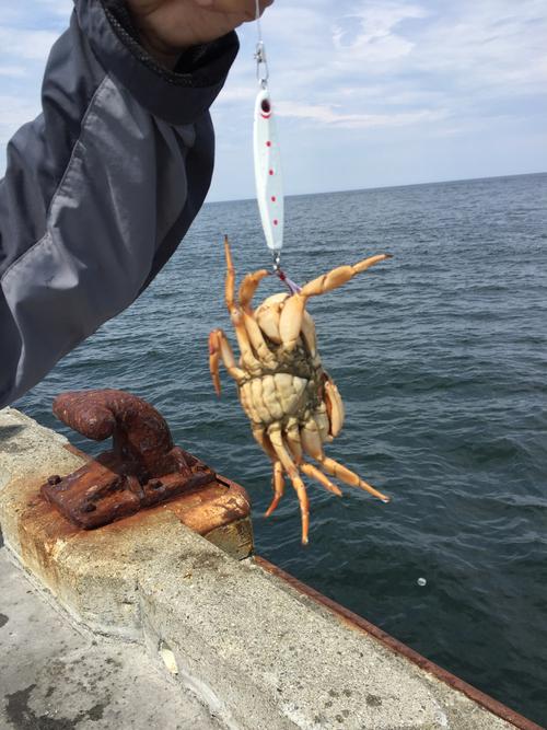 恒大威尼斯钓螃蟹（恒大威尼斯钓鱼）